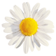 Chamomile