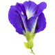 Blue Butterfly Pea Flower